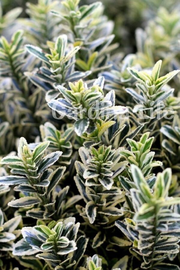 Çıtır Taflan Fidanı 3 Lü Dikim Yeşil - Beyaz ( Euonymus Japonicus Mic. Albovariegatus ) - Gardina