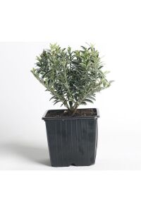 Çıtır Taflan Fidanı 3 Lü Dikim Yeşil - Beyaz ( Euonymus Japonicus Mic. Albovariegatus ) - 2