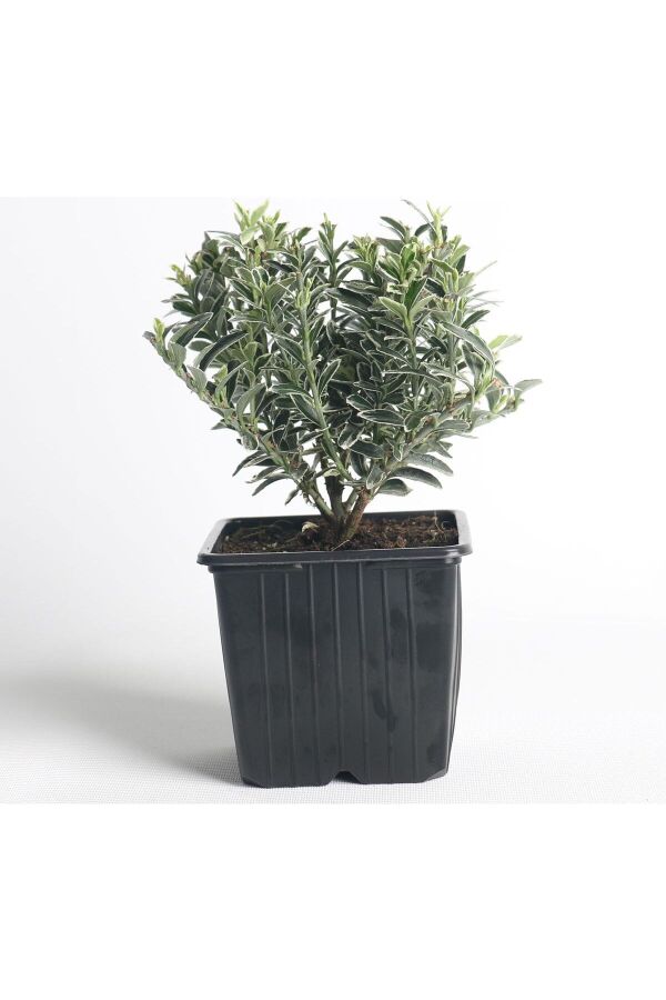 Çıtır Taflan Fidanı 3 Lü Dikim Yeşil - Beyaz ( Euonymus Japonicus Mic. Albovariegatus ) - 2