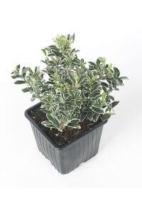 Çıtır Taflan Fidanı 3 Lü Dikim Yeşil - Beyaz ( Euonymus Japonicus Mic. Albovariegatus ) - 3
