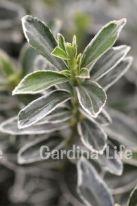 Çıtır Taflan Fidanı 3 Lü Dikim Yeşil - Beyaz ( Euonymus Japonicus Mic. Albovariegatus ) - 4
