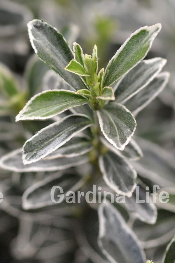 Çıtır Taflan Fidanı 3 Lü Dikim Yeşil - Beyaz ( Euonymus Japonicus Mic. Albovariegatus ) - 4