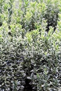 Çıtır Taflan Fidanı 3 Lü Dikim Yeşil - Beyaz ( Euonymus Japonicus Mic. Albovariegatus ) - 5