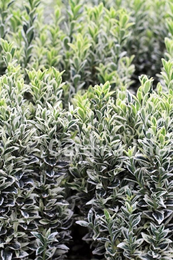Çıtır Taflan Fidanı 3 Lü Dikim Yeşil - Beyaz ( Euonymus Japonicus Mic. Albovariegatus ) - 5