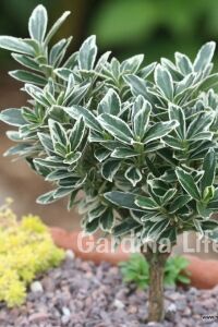 Çıtır Taflan Fidanı 3 Lü Dikim Yeşil - Beyaz ( Euonymus Japonicus Mic. Albovariegatus ) - 6