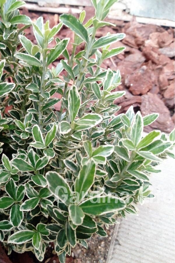 Çıtır Taflan Fidanı 3 Lü Dikim Yeşil - Beyaz ( Euonymus Japonicus Mic. Albovariegatus ) - 7