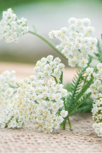 Civan Perçemi Fidesi ( Achillea Mileffolium ) 5 Adet - 1