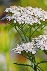 Civan Perçemi Fidesi ( Achillea Mileffolium ) 5 Adet - 3