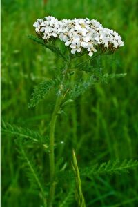 Civan Perçemi Fidesi ( Achillea Mileffolium ) 5 Adet - 5