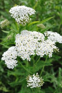 Civan Perçemi Fidesi ( Achillea Mileffolium ) 5 Adet - 6