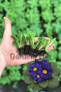 Çuha Çiçeği Fidesi Blue 10 Adet - 2