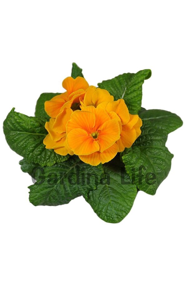 Çuha Çiçeği Fidesi Orange 10 Adet