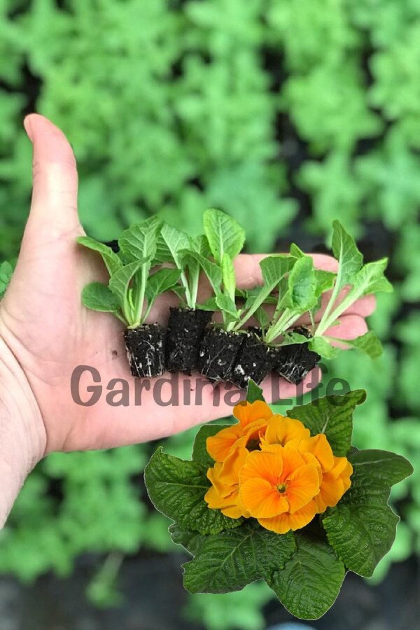 Çuha Çiçeği Fidesi Orange 10 Adet - 2
