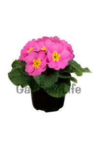 Çuha Çiçeği Fidesi Pink 10 Adet - 1