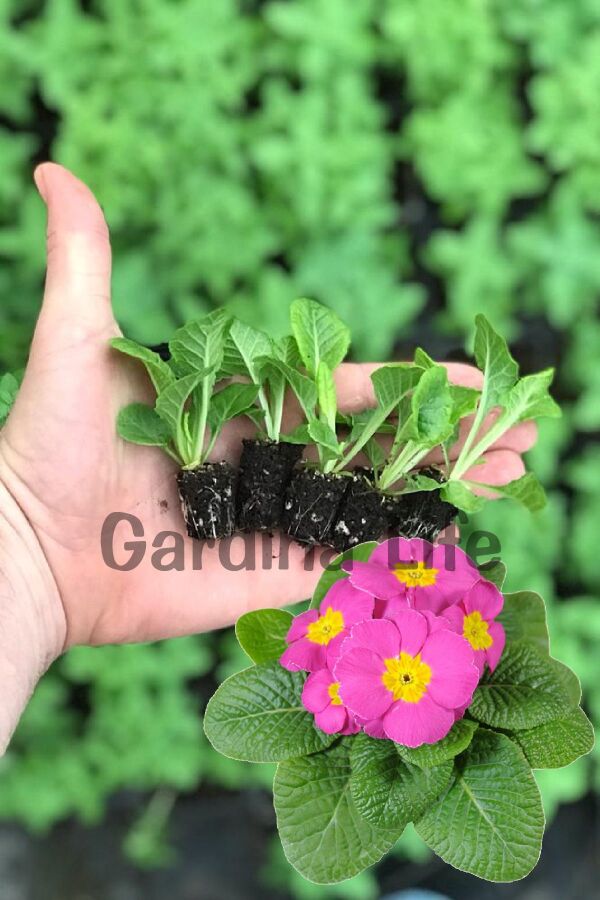 Çuha Çiçeği Fidesi Pink 10 Adet - 2