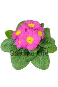 Çuha Çiçeği Fidesi Pink 10 Adet - 3
