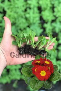 Çuha Çiçeği Fidesi Red 10 Adet - 2