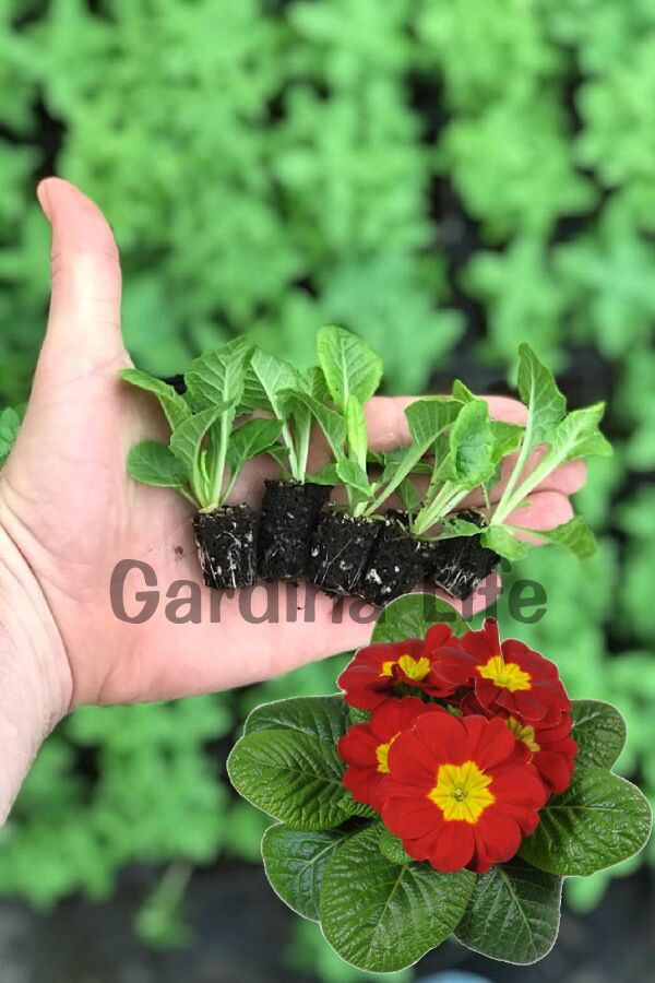 Çuha Çiçeği Fidesi Red 10 Adet - 2