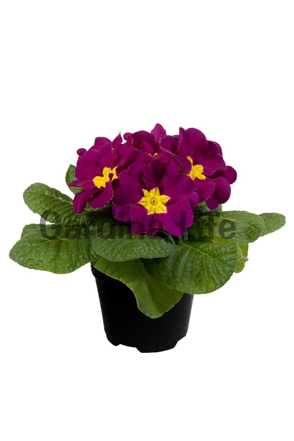 Çuha Çiçeği Fidesi Violet 10 Adet
