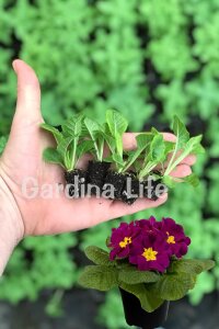 Çuha Çiçeği Fidesi Violet 10 Adet - 2