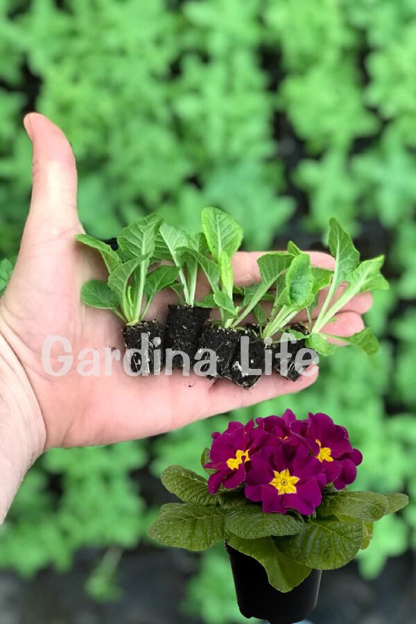 Çuha Çiçeği Fidesi Violet 10 Adet - 2