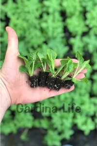 Çuha Çiçeği Fidesi Violet 10 Adet - 3