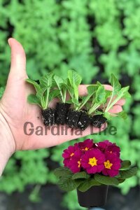 Çuha Çiçeği Fidesi Violet 10 Adet - 4