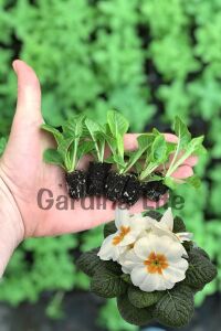 Çuha Çiçeği Fidesi White 10 Adet - 2