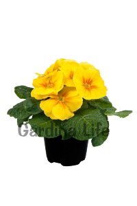 Çuha Çiçeği Fidesi Yellow 10 Adet - 1