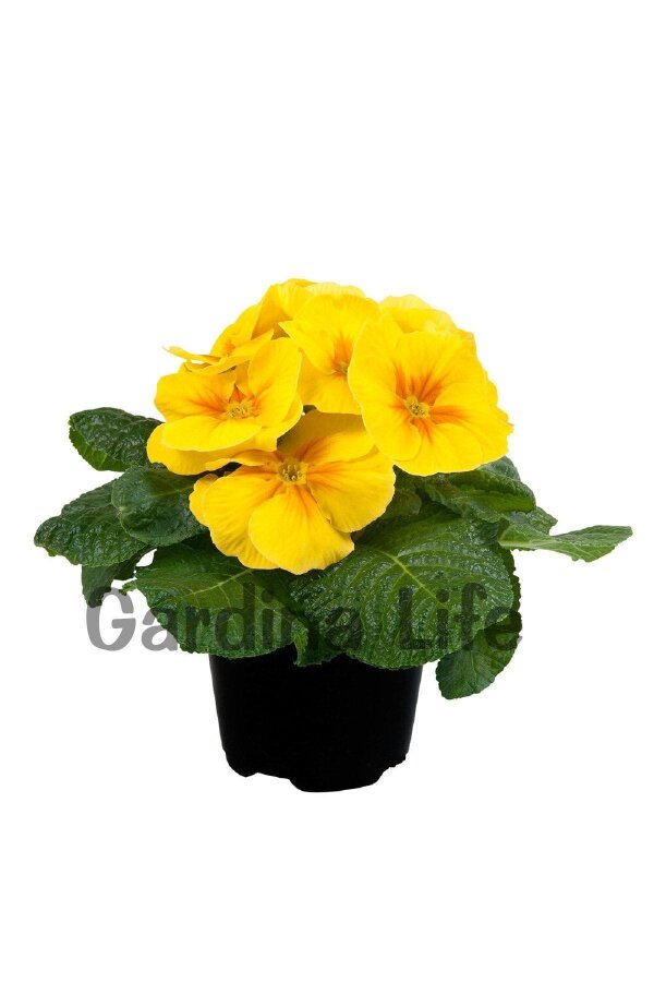 Çuha Çiçeği Fidesi Yellow 10 Adet
