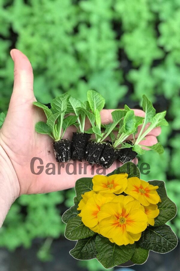 Çuha Çiçeği Fidesi Yellow 10 Adet - 2
