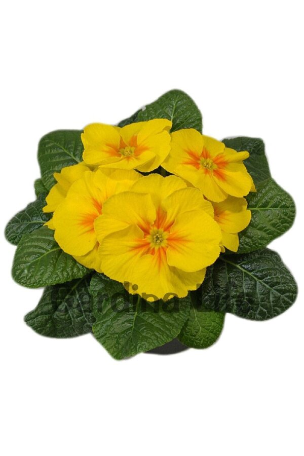 Çuha Çiçeği Fidesi Yellow 10 Adet - 3