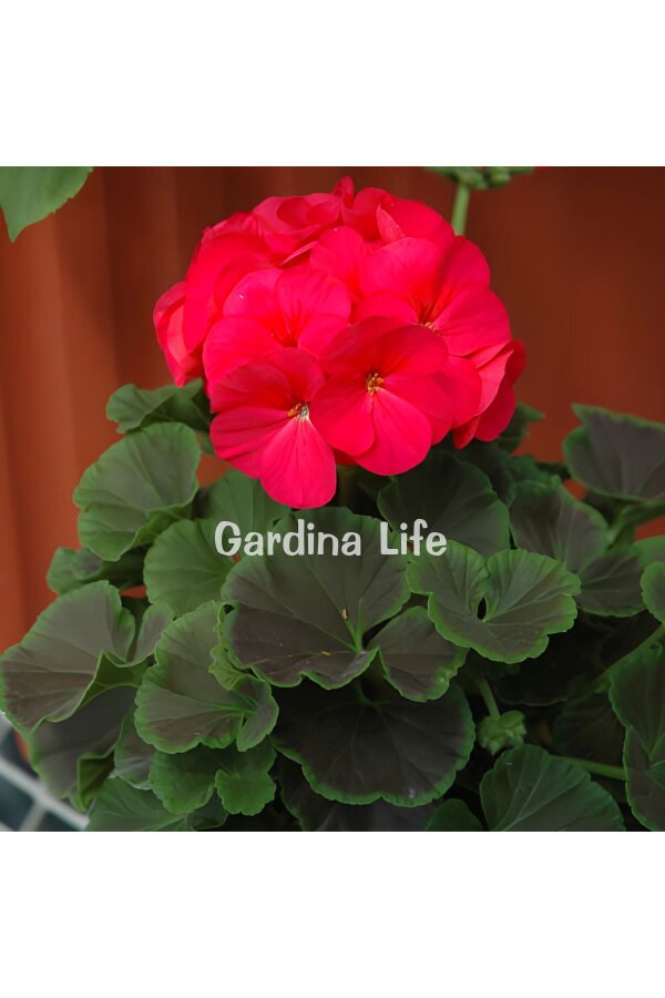 Dekoratif Yapraklı Sardunya Fidesi Cherry 5 Adet - Gardina