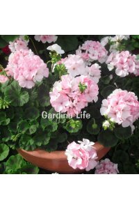 Dekoratif Yapraklı Sardunya Fidesi Light Pink 5 Adet - 3