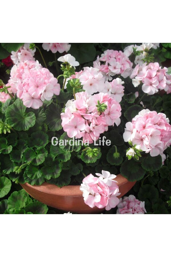 Dekoratif Yapraklı Sardunya Fidesi Light Pink 5 Adet - 3