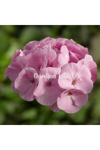 Dekoratif Yapraklı Sardunya Fidesi Light Pink 5 Adet - 4
