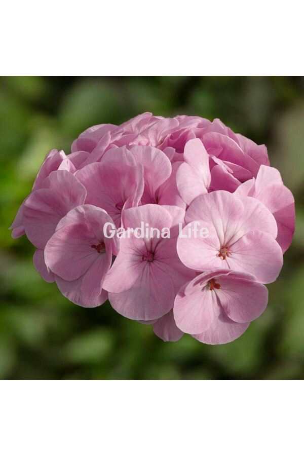 Dekoratif Yapraklı Sardunya Fidesi Light Pink 5 Adet - 4