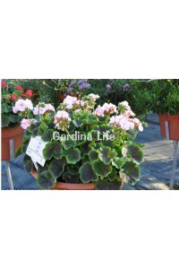 Dekoratif Yapraklı Sardunya Fidesi Light Pink 5 Adet - 5
