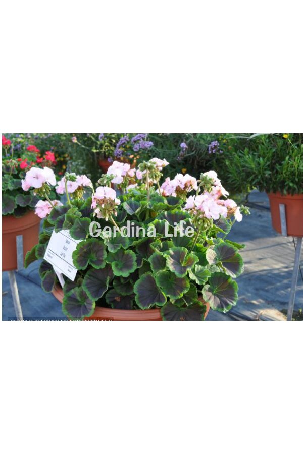Dekoratif Yapraklı Sardunya Fidesi Light Pink 5 Adet - 5