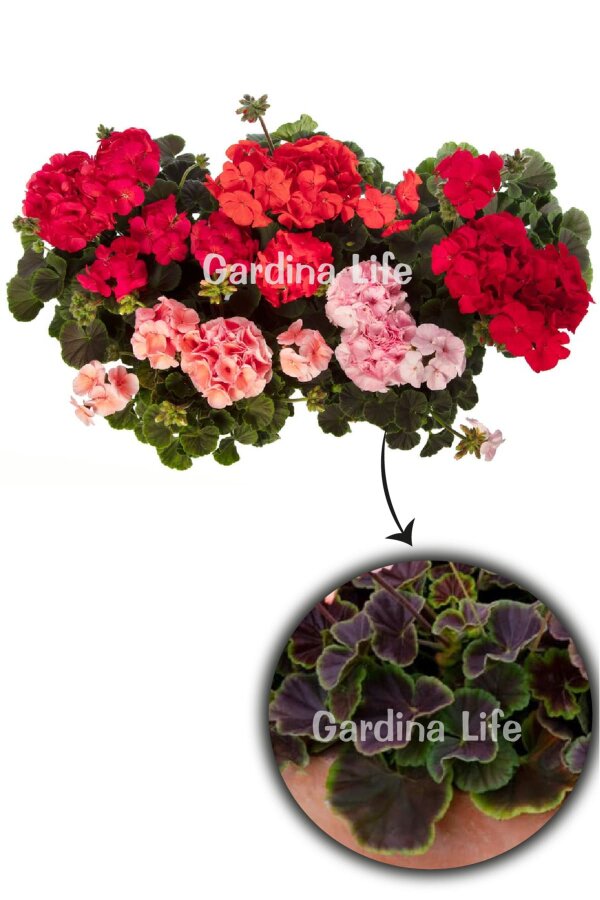 Dekoratif Yapraklı Sardunya Fidesi MIX 5 Adet - Gardina