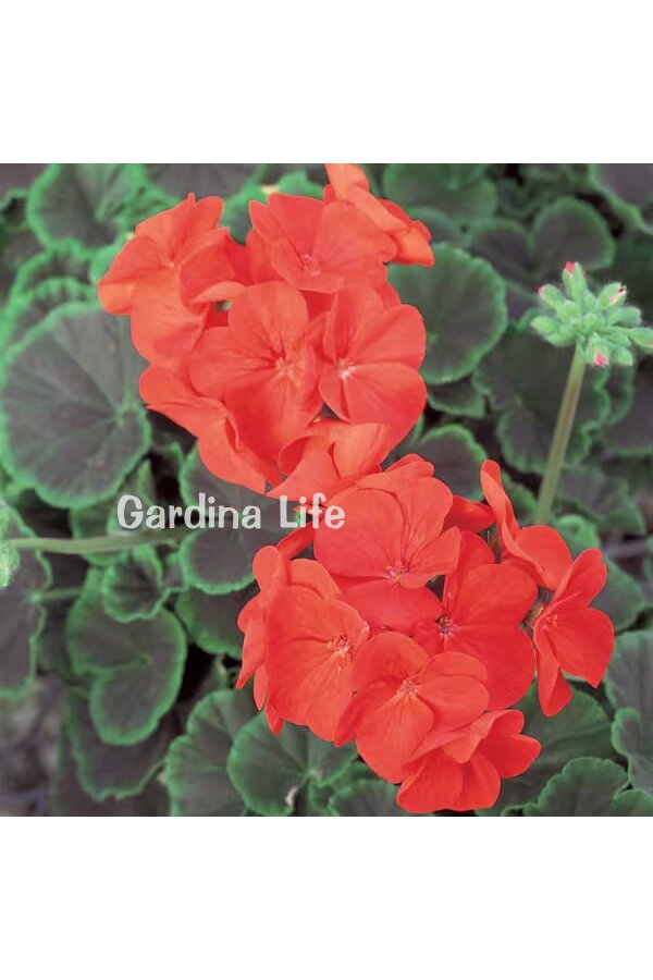 Dekoratif Yapraklı Sardunya Fidesi Red 5 Adet - Gardina