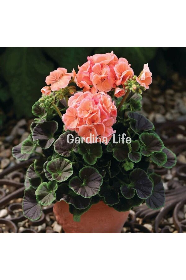 Dekoratif Yapraklı Sardunya Fidesi Salmon 5 Adet - Gardina