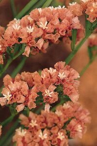 Deniz Lavantası  Fidesi Apriot 5 Adet ( Statice Limonium ) - 1