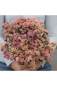Deniz Lavantası  Fidesi Apriot 5 Adet ( Statice Limonium ) - 3