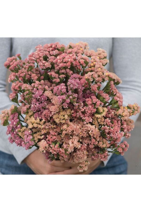 Deniz Lavantası  Fidesi Apriot 5 Adet ( Statice Limonium ) - 3