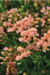 Deniz Lavantası  Fidesi Apriot 5 Adet ( Statice Limonium ) - 5