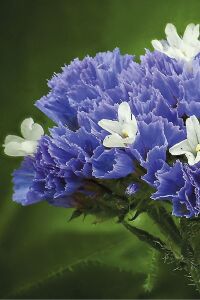 Deniz Lavantası  Fidesi Blue Pale 5 Adet ( Statice Limonium ) - 1