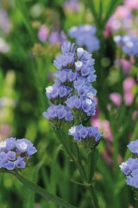 Deniz Lavantası  Fidesi Blue Pale 5 Adet ( Statice Limonium ) - 3