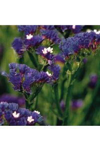 Deniz Lavantası  Fidesi Dark Blue 5 Adet ( Statice Limonium ) - 1