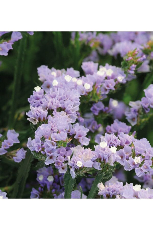 Deniz Lavantası Çiçeği Fidesi Lavender 5 Adet ( Statice Limonium ) - 